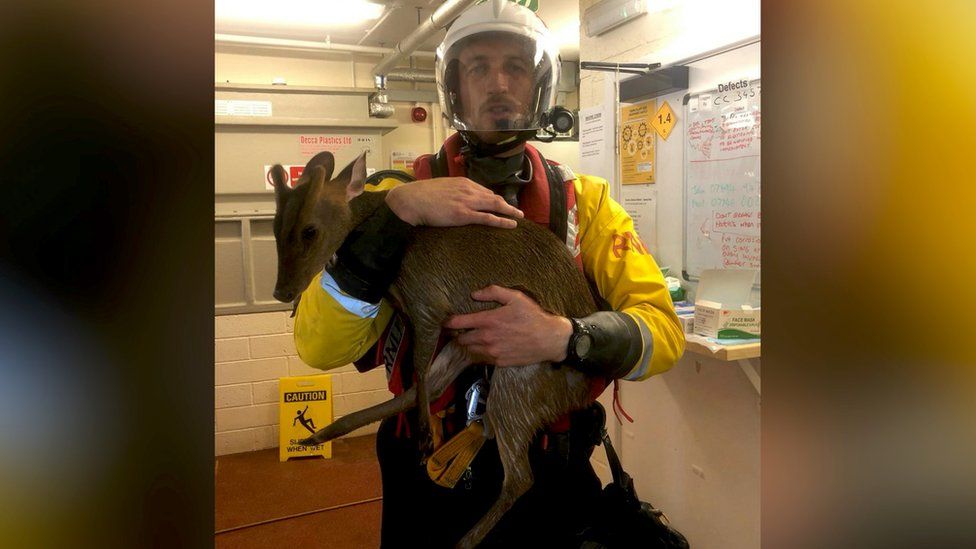 Myles Hussey holds rescued deer 'Ebbing'