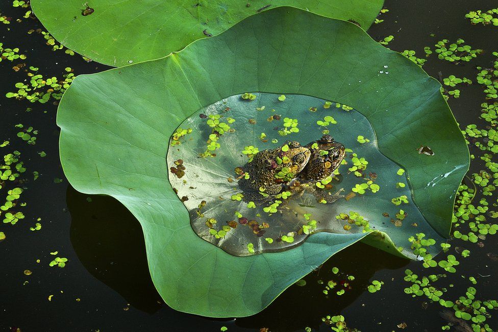 two frogs on a lilypad, sacttered with smaller leaves