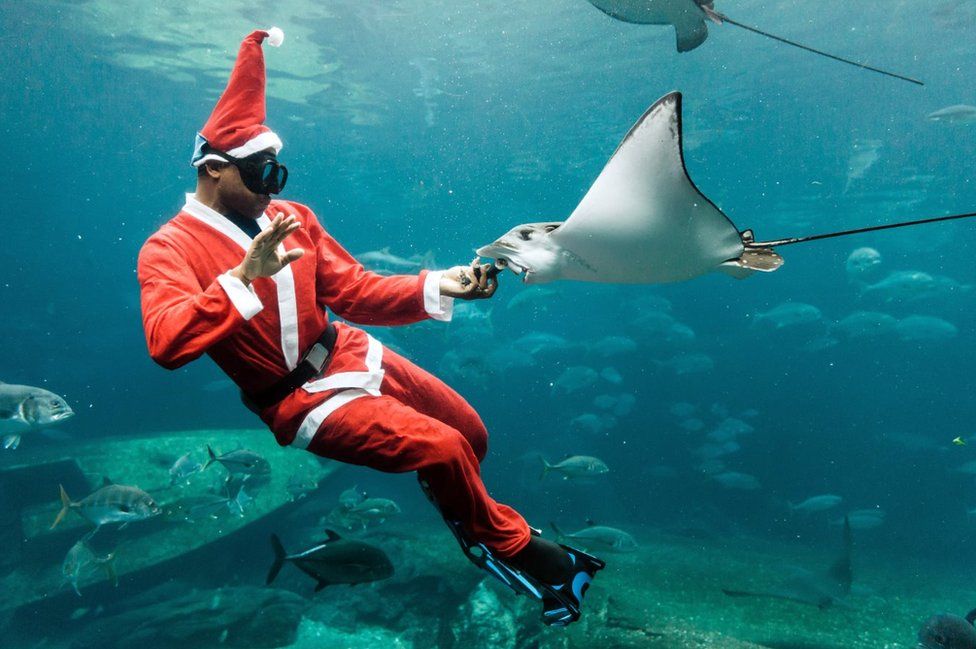 A South African diver dressed as Santa Claus feeds a stingray as he swims in an aquarium during a show before Christmas at Africa's largest marine theme park, uShaka Sea World, in Durban on December 19, 2017.