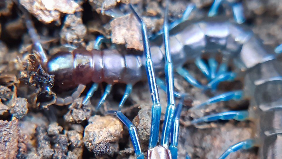 A Rhysida centipede