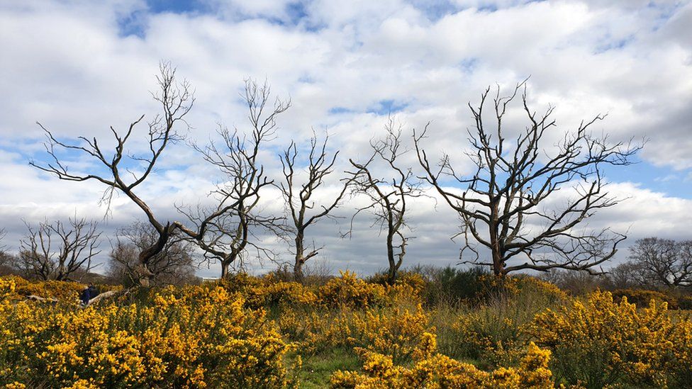 Trees with bare branches below a cloudy sky