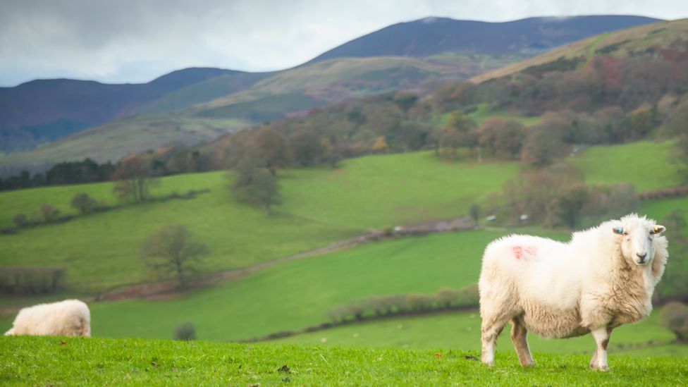 Sheep on hillside in Wales