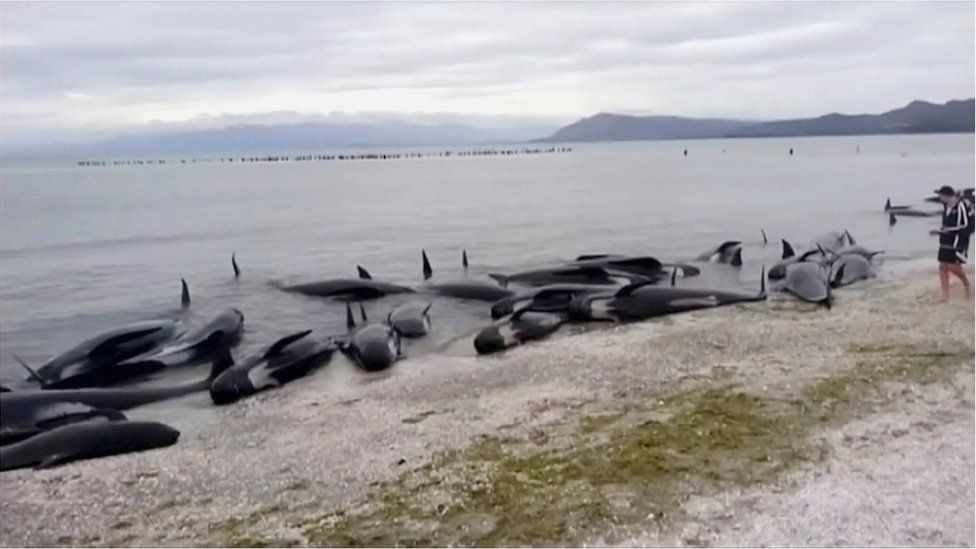Stranded pilot whales are seen on the beach in Golden Bay, New Zealand after one of the country's largest recorded mass whale strandings on Friday, in this still frame taken from video released 10 February 2017.