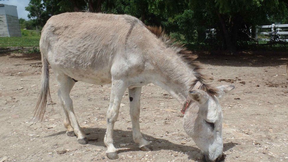 Donkey at the sanctuary