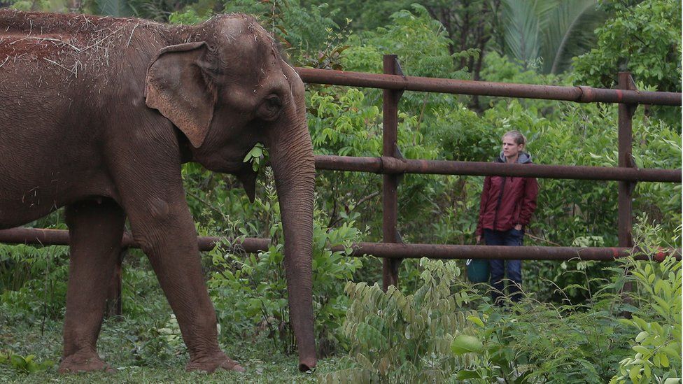 Asian elephant Guida explores the free area for the first time as she is observed by a sanctuary technician at Latin America's first elephant sanctuary