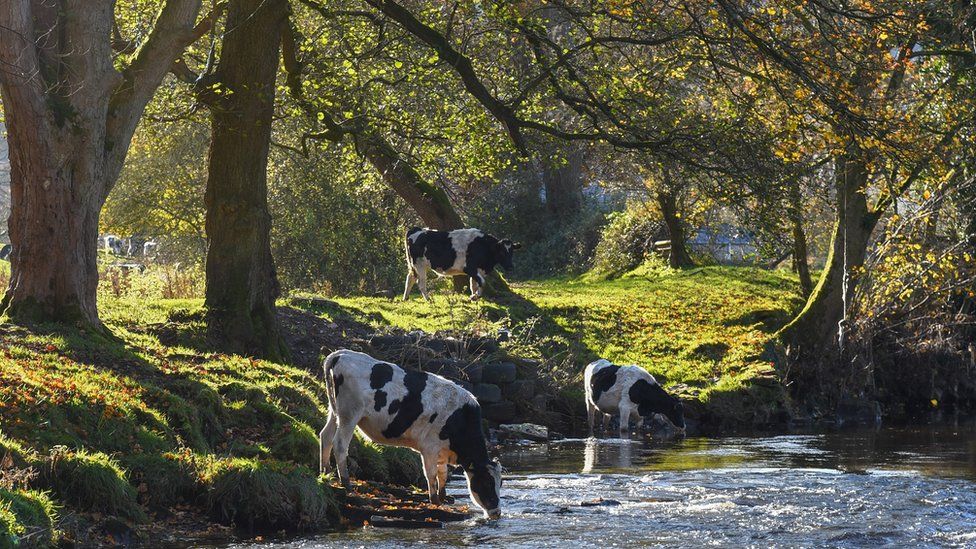 Cows drink from a river on the edge of a field