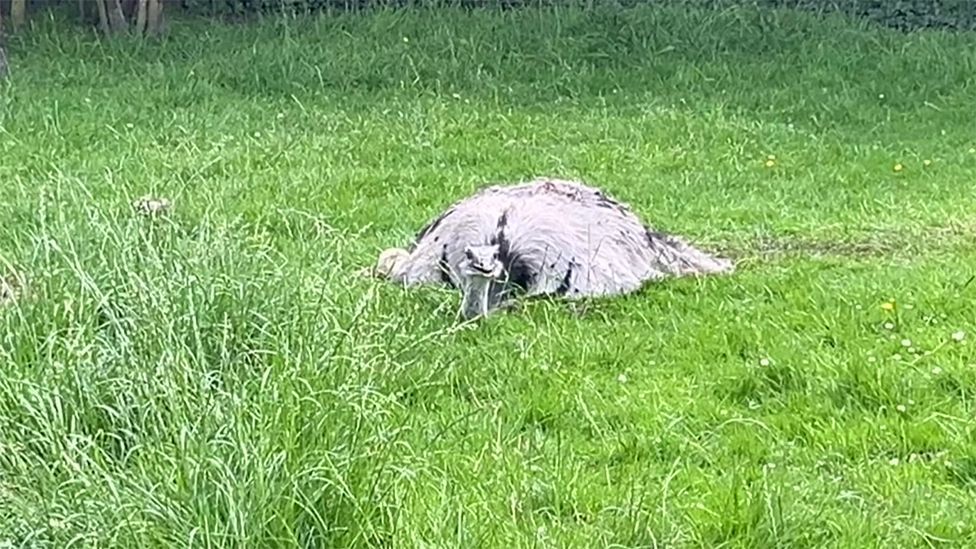 Drone called in to hunt for runaway Lincolnshire rhea bird - BBC News