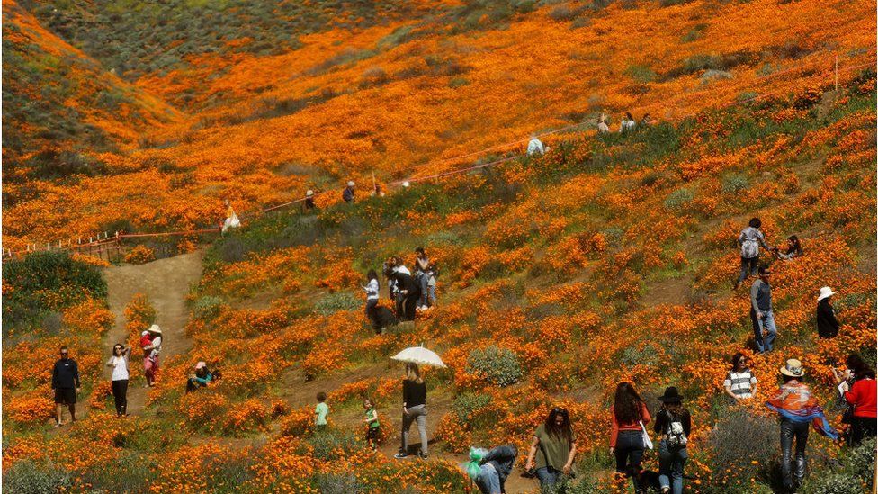 Tourists take photos in field of blooms