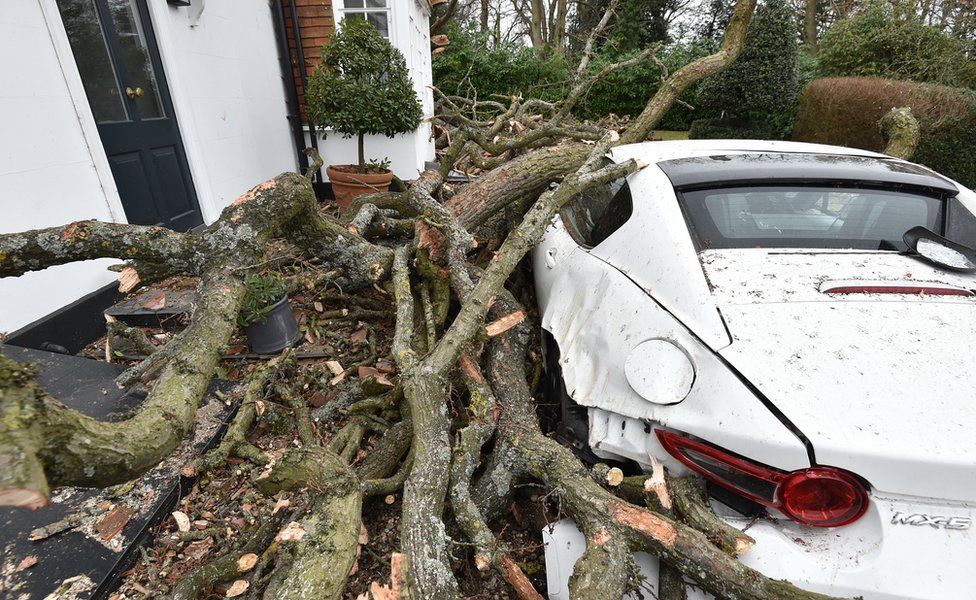 A car damaged by the tree