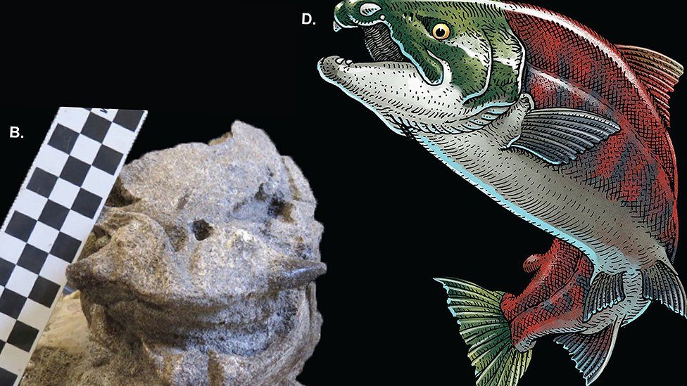 Sabre-toothed salmon: Experts discover giant fish had tusks, not fangs ...