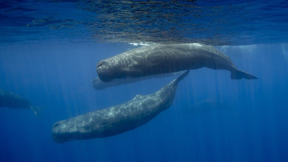 Sperm whales in Sri Lanka: Stock image