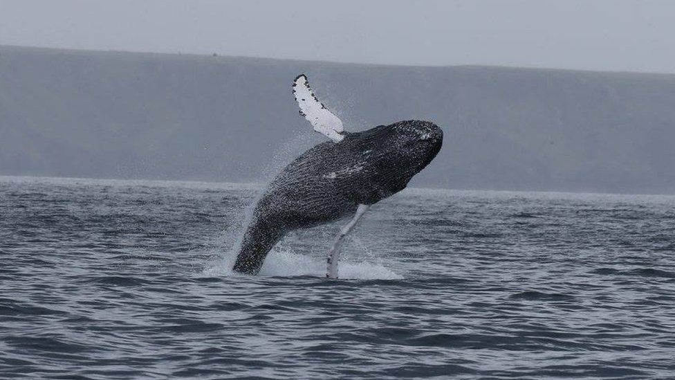 Humpback whale off Lewis