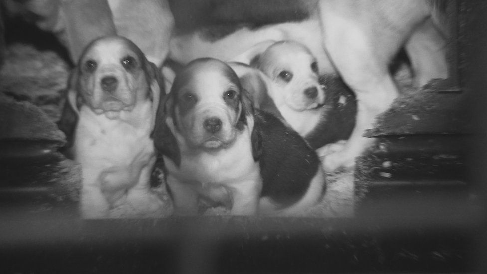 Lakeside farm puppies cheap