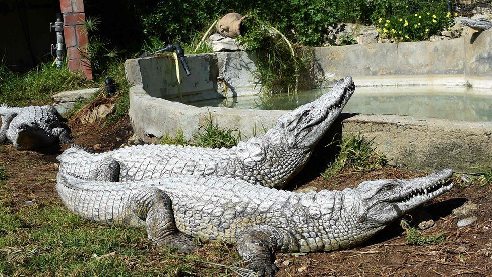 Crocodiles at Belvedere Zoo, Tunis