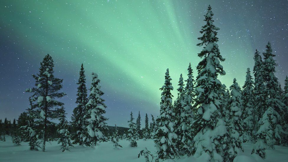 Aurora in a frozen forest in Kiruna, Sweden