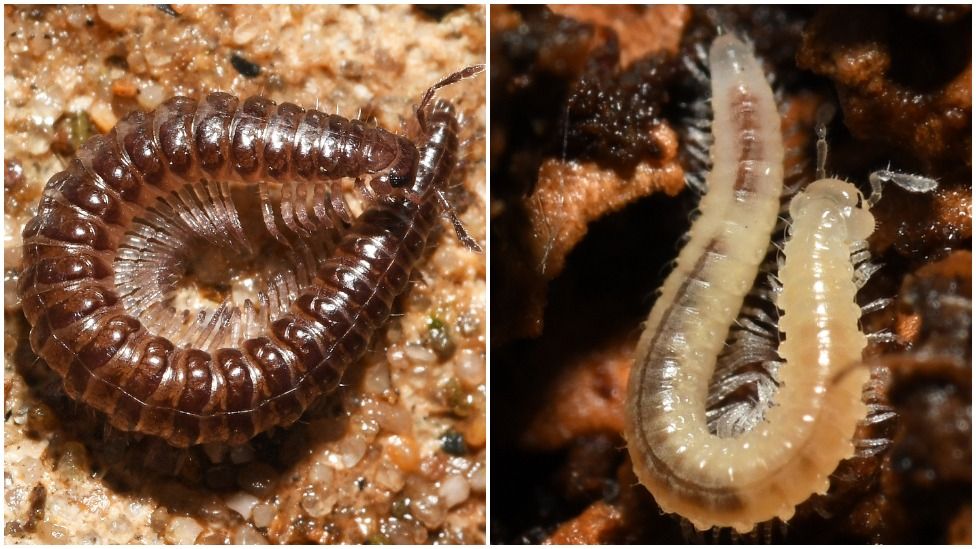 Close-up views of two millipedes, Maerdy Monster and Beddau Beast
