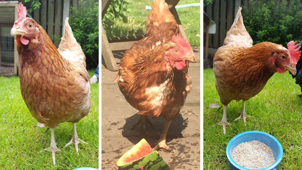 Hens rescued by Phoenix hen rescue and kept by Sarah Wild