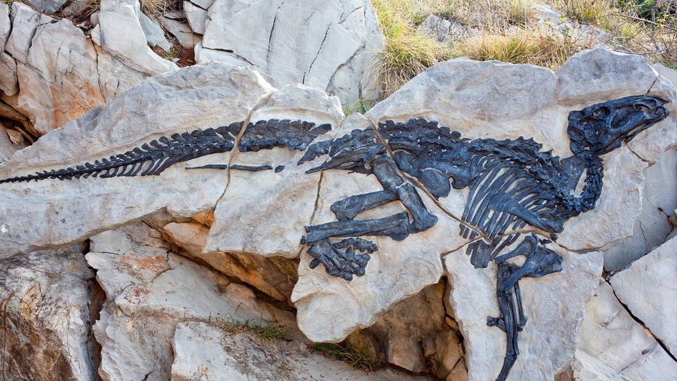 Fossils from a herd of 11 dinosaurs have been found in Italy - BBC Newsround