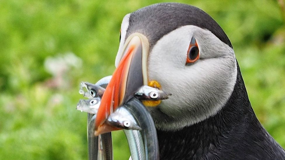 Puffin with fish in its mouth