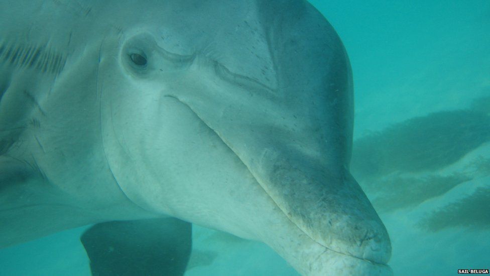 Picture of bottlenose dolphin Jojo