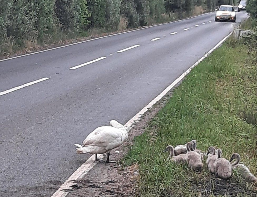 Swans and cygnets on the side of the road