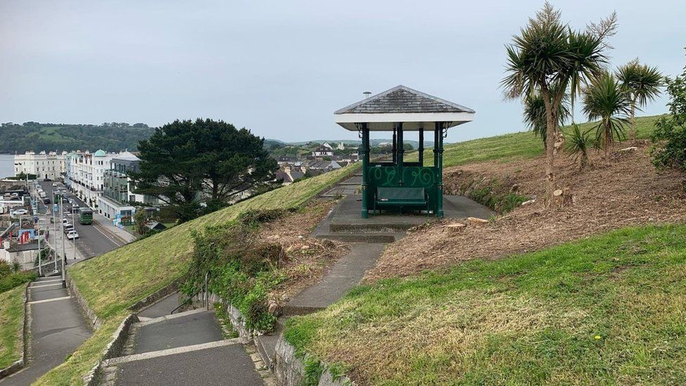 Plymouth palm trees removed to cut public sex and drug use BBC News