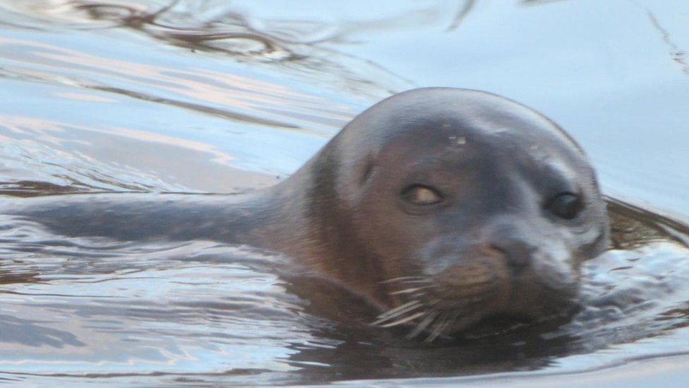 Seal swimming in fishing lake