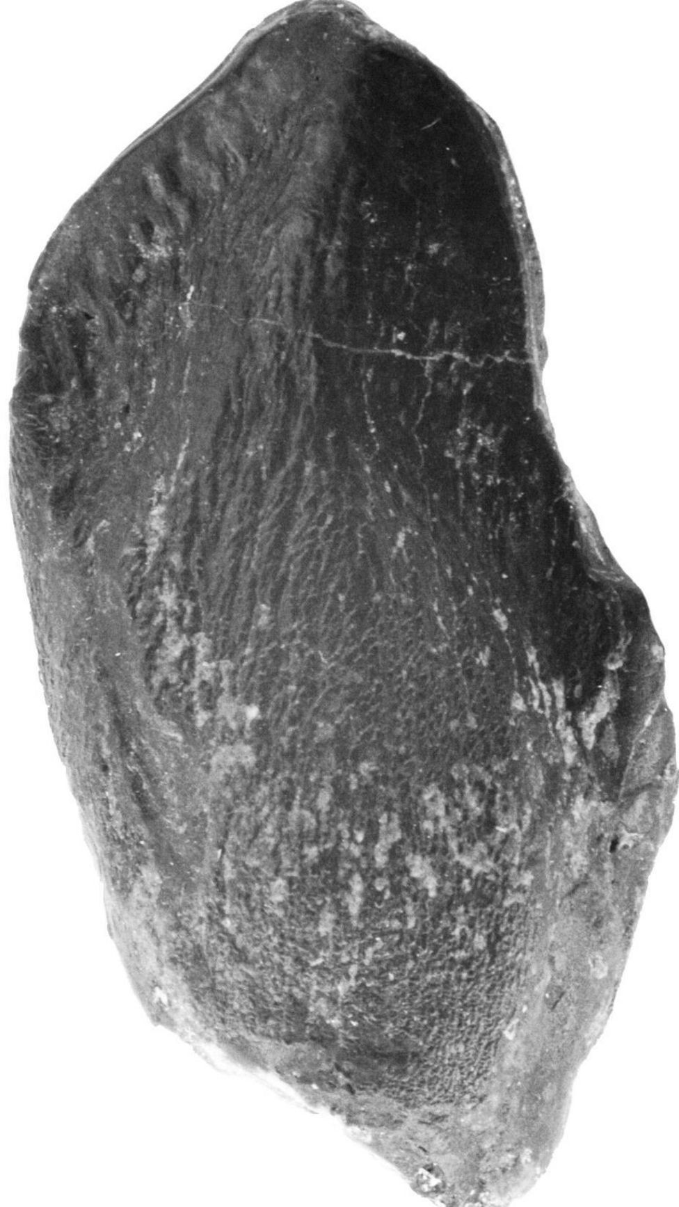 Skye dinosaurs 40 years of fossil discoveries on island BBC News