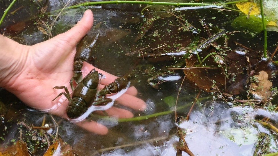 A white-clawed crayfish
