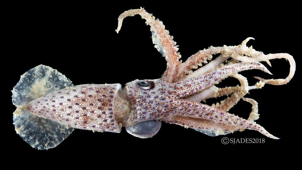 An 8cm cock-eyed squid, family Histieuthidae