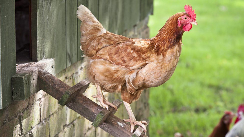 Free range chicken exits a hen hut