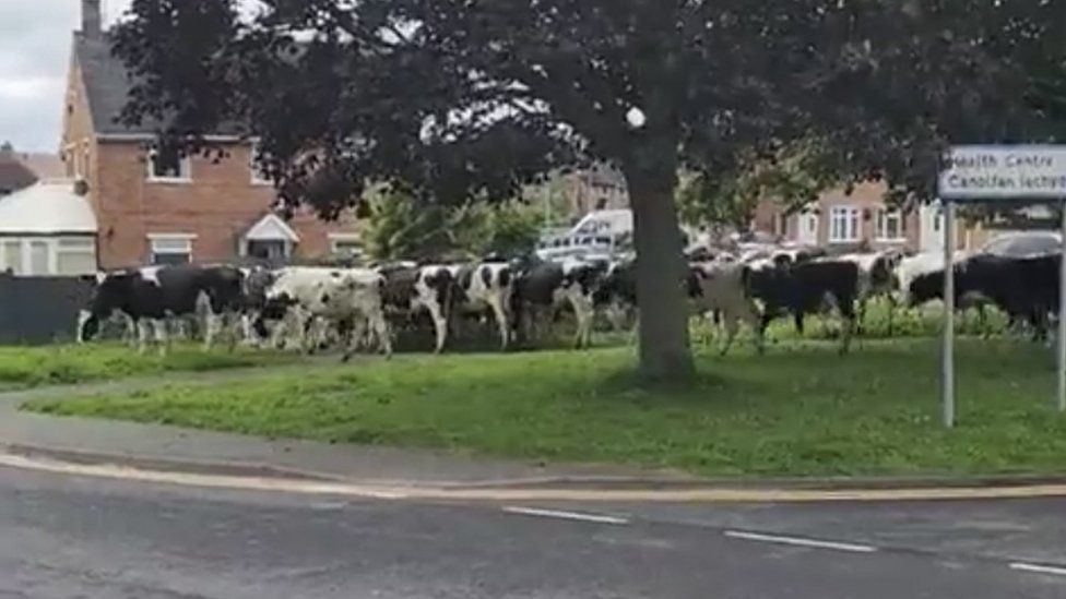 Cows walking down a street in Rhostellyn