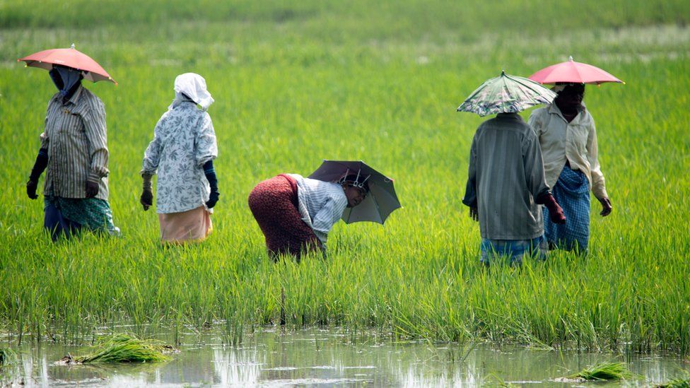 Rice farmers, Kerala, India