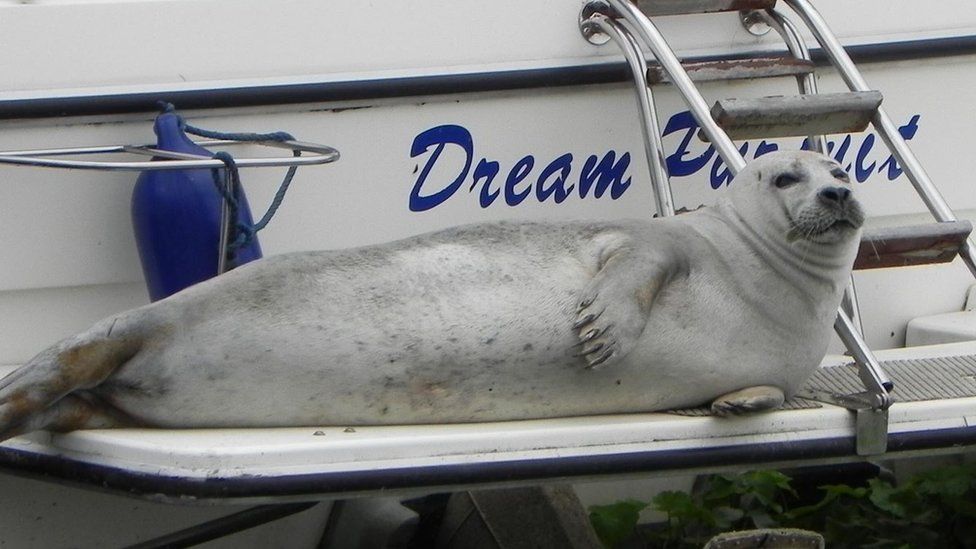 Seal in Littleport