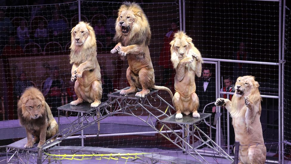 Lions in St Petersburg's Ciniselli Circus, 2018