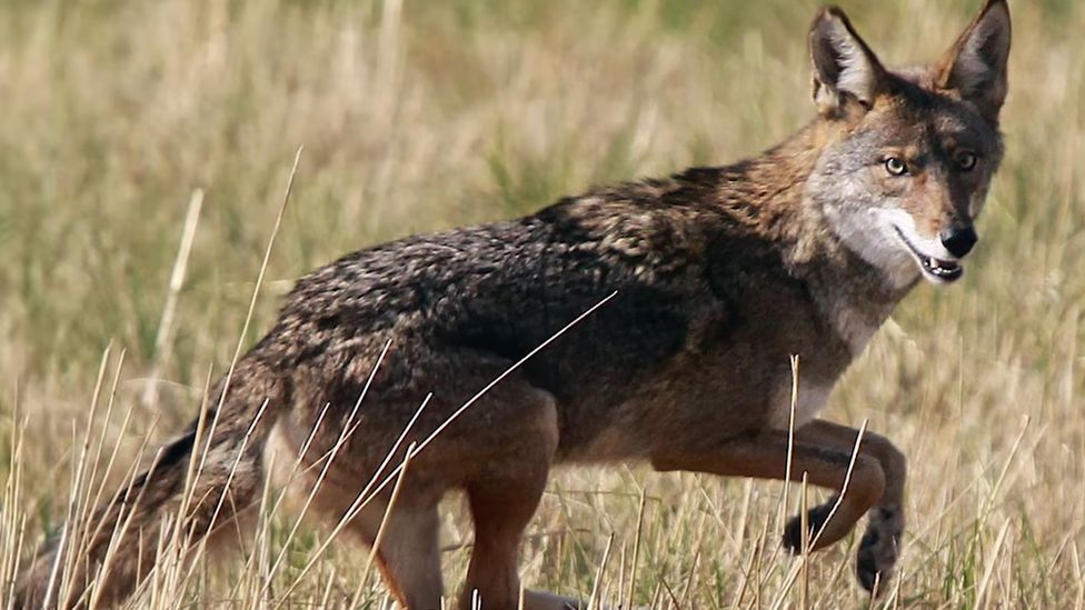 Coyote in the wild, Canada