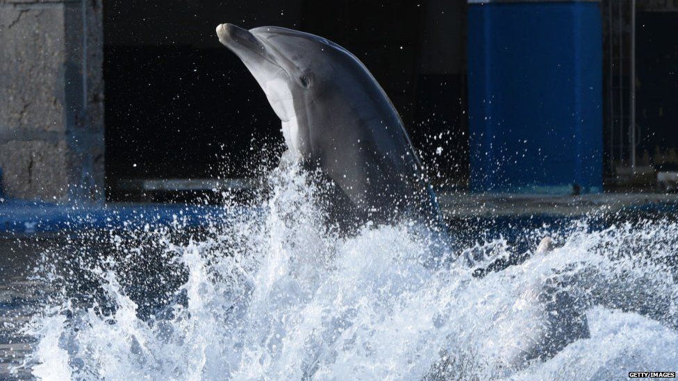 Dolphin during a show at a dolphinarium in Spain