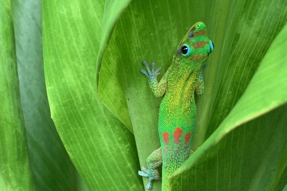 Gecko on a plant