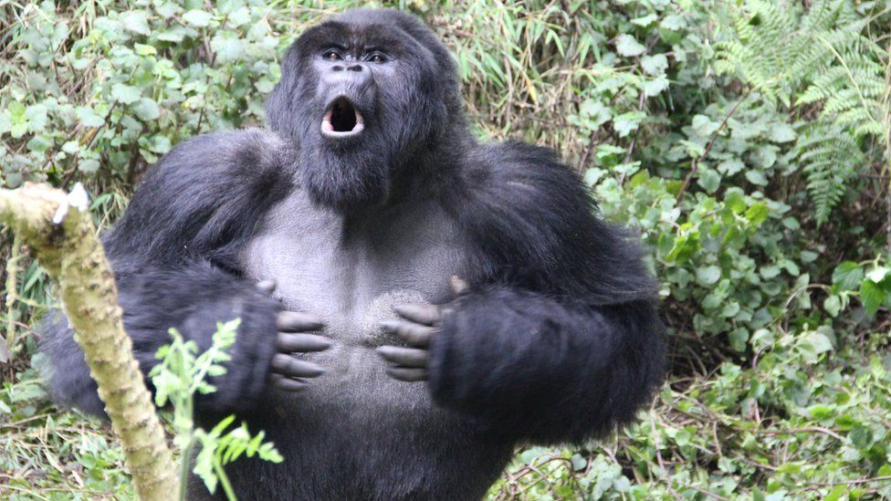 Male mountain gorilla (Gorilla beringei beringei)