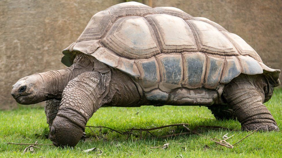 Darwin the Aldabra tortoise