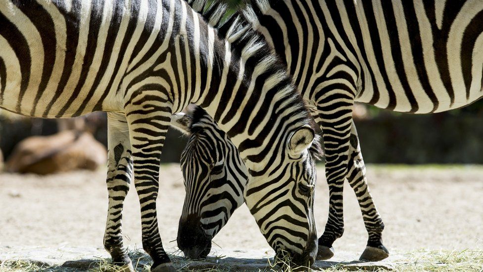 Two zebras, who still have their heads.