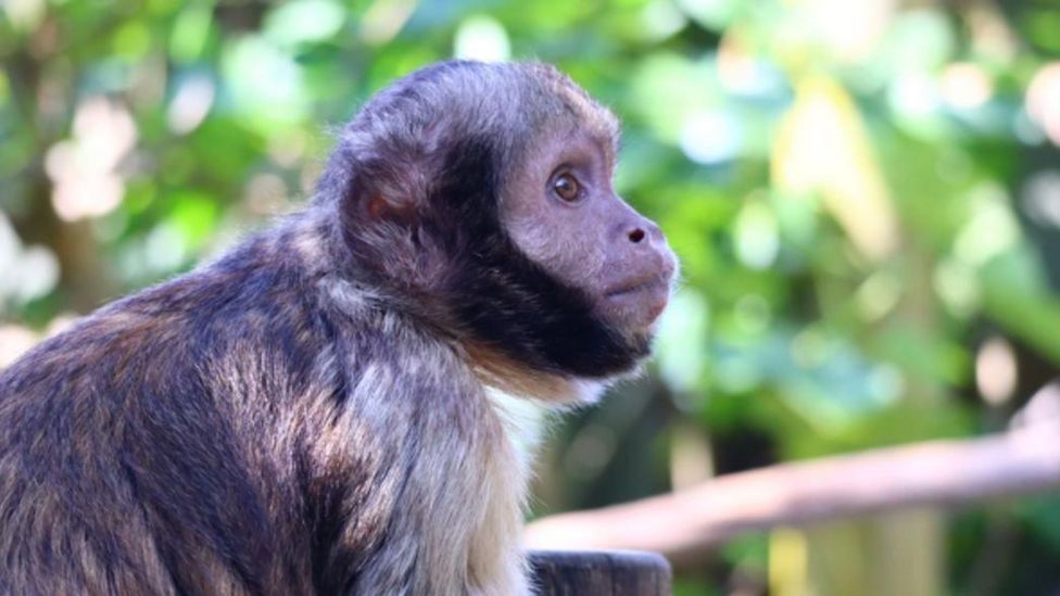 Alfriston: Critically endangered monkeys arrive at Sussex zoo - BBC News