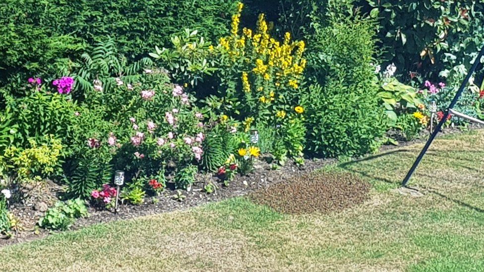 Thousands of bees filled a horrified couple's garden in Liverpool