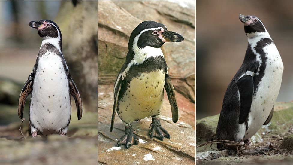 Three penguins at Exmoor Zoo