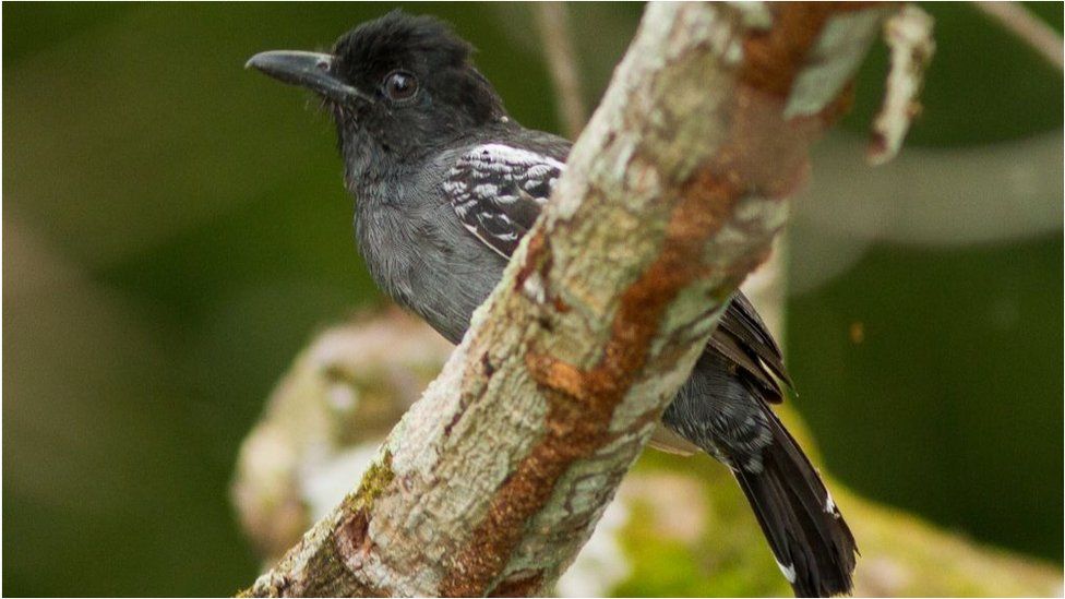 This bird is one of many species that are only found living around the Amazon basin