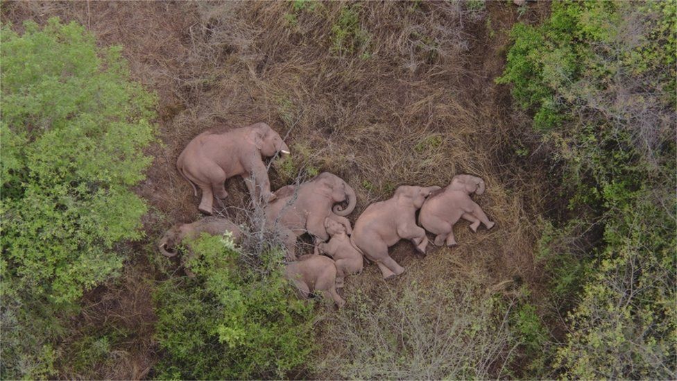 Дикие азиатские слоны лежат на земле и отдыхают в районе Цзиньнин города Куньмин, провинция Юньнань