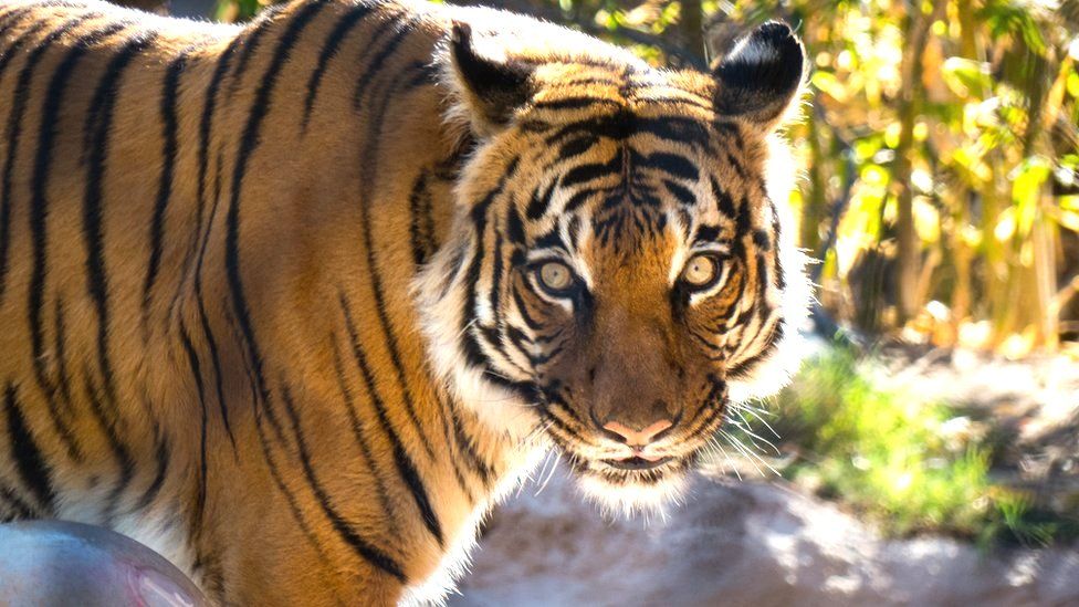 Lion who was 'true king' of Dartmoor Zoo dies BBC News