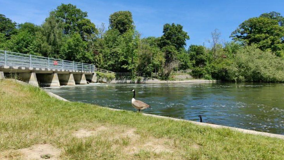 Odney Weir