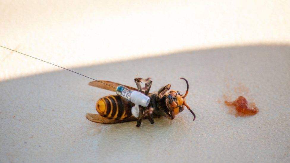 Scientists in Washington state fitted a tracking device to the insects using dental floss