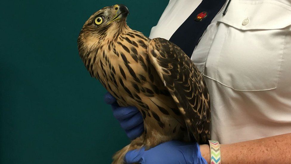 Picture of a goshawk